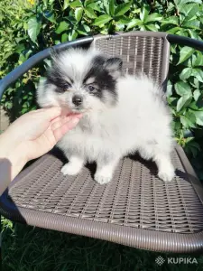 Померанский шпиц, щенок девочка, очень редкий необычный окрас!