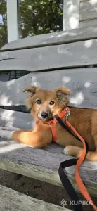 Щенок Боня ищет дом (передержку)