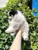 Померанский шпиц, щенок девочка, очень редкий необычный окрас! - Вся Беларусь - 261107 - Доска объявлений Kupika.by - Фото 2