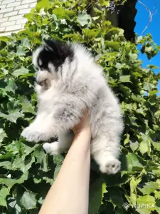 Померанский шпиц, щенок девочка, очень редкий необычный окрас!