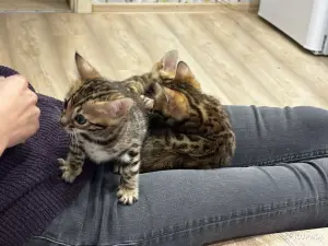 Продам котят