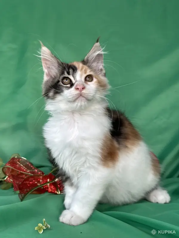 Кошки - Мейн-куны котята - Вся Беларусь - Фото 11 Мейн-куны котята - Вся Беларусь - 262506 - Доска объявлений Kupika.by - Фото 11
