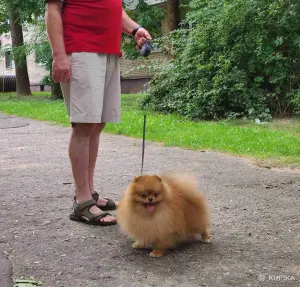 Шпиц шикарный мишка.