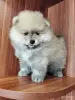 Мальчик померанского шпица - Вся Беларусь - 262367 - Доска объявлений Kupika.by - Фото 7