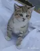 Кошкины детки - Городея - 261306 - Доска объявлений Kupika.by - Фото 2