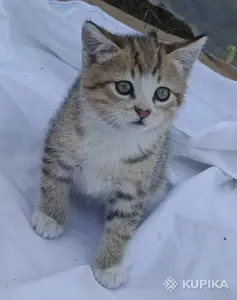 Кошкины детки