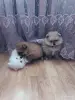 Собаки - Шпицы померанского шпица - Вся Беларусь - Фото 4 Шпицы померанского шпица - Вся Беларусь - 262151 - Доска объявлений Kupika.by - Фото 4