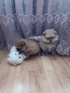 Шпицы померанского шпица