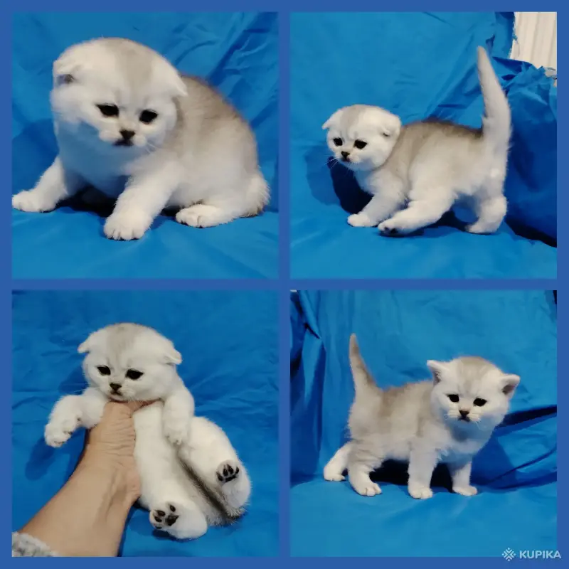 Шотландские котята.