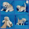 Кошки - Шотландские котята. - Вся Беларусь Шотландские котята. - Вся Беларусь - 260900 - Доска объявлений Kupika.by