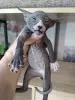 Кошки - Котята - Вся Беларусь - Фото 2 Котята - Вся Беларусь - 262228 - Доска объявлений Kupika.by - Фото 2
