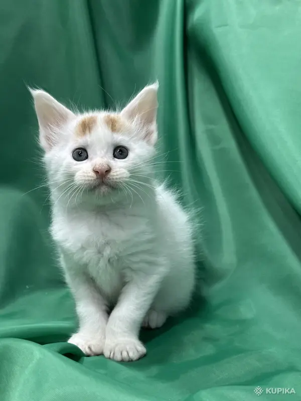 Кошки - Мейн-кун котята - Вся Беларусь - Фото 6 Мейн-кун котята - Вся Беларусь - 261741 - Доска объявлений Kupika.by - Фото 6