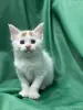 Кошки - Мейн-кун котята - Вся Беларусь - Фото 6 Мейн-кун котята - Вся Беларусь - 261741 - Доска объявлений Kupika.by - Фото 6