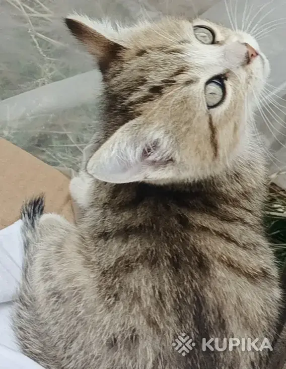 Кошки - Счастье в дом. котенок - Вся Беларусь - Фото 5 Счастье в дом. котенок - Вся Беларусь - 261304 - Доска объявлений Kupika.by - Фото 5