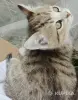 Кошки - Счастье в дом. котенок - Вся Беларусь - Фото 5 Счастье в дом. котенок - Вся Беларусь - 261304 - Доска объявлений Kupika.by - Фото 5