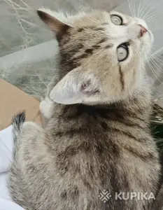 Кошкины детки
