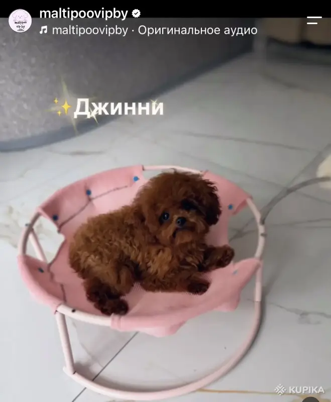 Собаки - Элитные мини микро мальтипу той пудель пушоны Китай - Вся Беларусь - Фото 6 Элитные мини микро мальтипу той пудель пушоны Китай - Вся Беларусь - 263167 - Доска объявлений Kupika.by - Фото 6