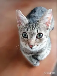 Котёнок в дар