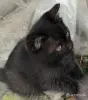 Кошки - Счастье в дом. котенок - Вся Беларусь - Фото 3 Счастье в дом. котенок - Вся Беларусь - 261307 - Доска объявлений Kupika.by - Фото 3