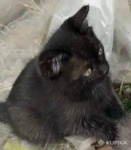 Кошкины детки
