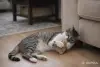 Умный и добрый кот Ромка в дар - Вся Беларусь - 263243 - Доска объявлений Kupika.by - Фото 5