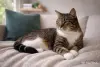 Кошки - Замечательная кошечка Лучик в дар - Вся Беларусь - Фото 3 Замечательная кошечка Лучик в дар - Вся Беларусь - 263241 - Доска объявлений Kupika.by - Фото 3