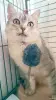 Кошки - Коха - британская кошка в дар - Вся Беларусь - Фото 4 Коха - британская кошка в дар - Вся Беларусь - 262230 - Доска объявлений Kupika.by - Фото 4