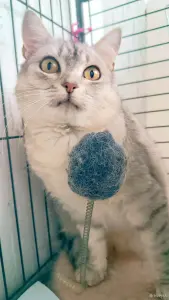 Коха - британская кошка в дар