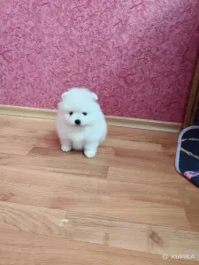 Белый мальчик померанского шпица