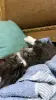 Кошки - Котёнок в добрые руки - Вся Беларусь - Фото 4 Котёнок в добрые руки - Вся Беларусь - 262409 - Доска объявлений Kupika.by - Фото 4