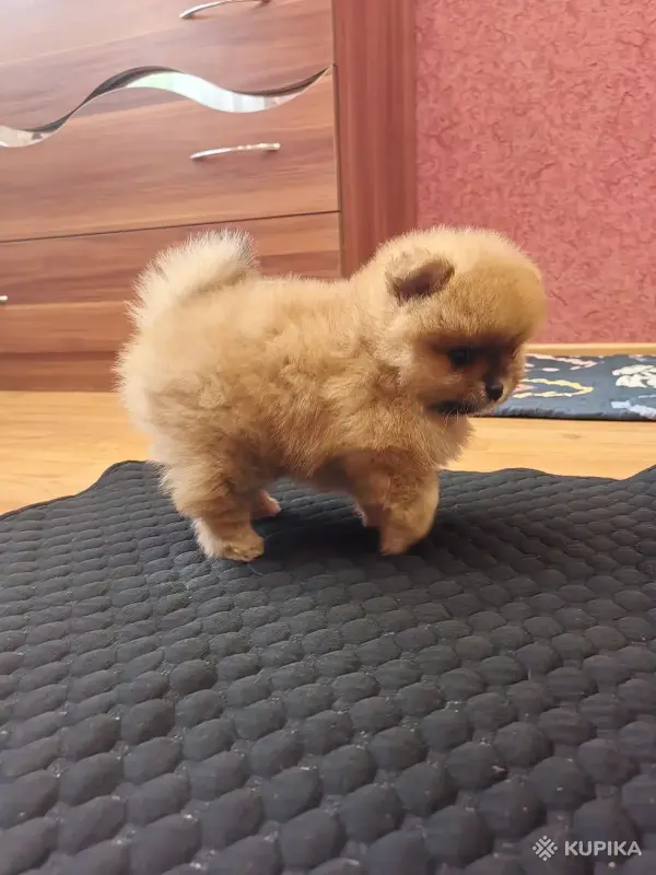 Девочка померанского шпица - Вся Беларусь - 262368 - Доска объявлений Kupika.by - Фото 5