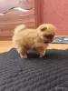 Девочка померанского шпица - Вся Беларусь - 262368 - Доска объявлений Kupika.by - Фото 5