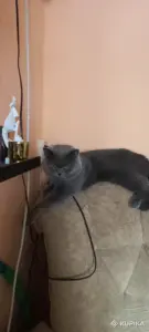Шотландский кот