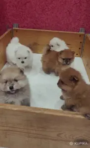 Щенки померанский шпиц