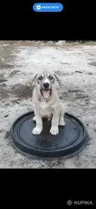 Щенки