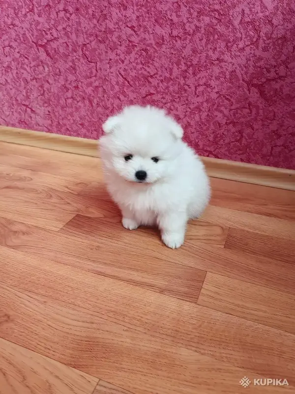 Белый мальчик померанского шпица