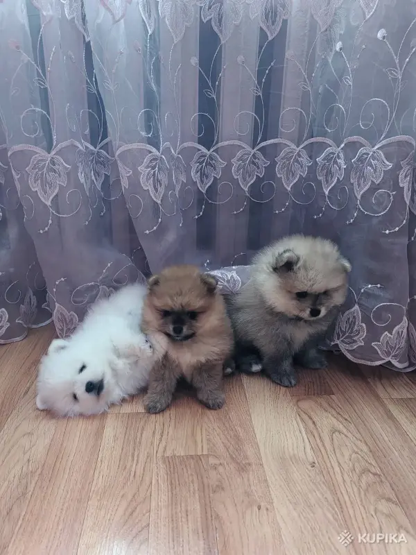 Шпицы померанского шпица