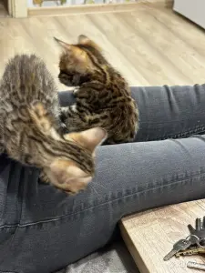 Продам котят