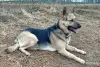 Замечательная собака Альма в дар - Вся Беларусь - 262984 - Доска объявлений Kupika.by - Фото 4
