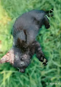 котёнок