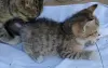 Кошкины детки - Городея - 261306 - Доска объявлений Kupika.by - Фото 6