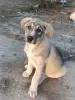 Собаки - Щенки - Вся Беларусь - Фото 6 Щенки - Вся Беларусь - 262548 - Доска объявлений Kupika.by - Фото 6