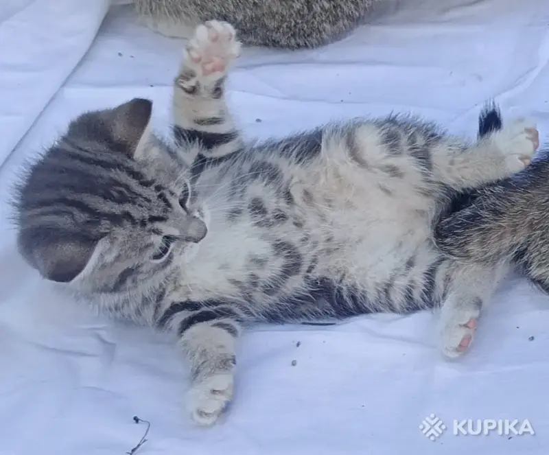 Кошкины детки - Городея - 261303 - Доска объявлений Kupika.by - Фото 6