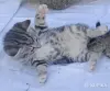 Кошкины детки - Городея - 261303 - Доска объявлений Kupika.by - Фото 6