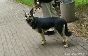 Щенок подросток