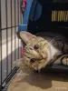 Кошечка подросток в дар - Вся Беларусь - 261160 - Доска объявлений Kupika.by - Фото 4