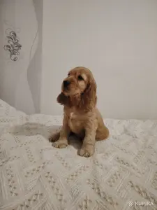 Английский кокер спаниель