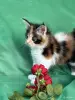 Кошки - Мейн-кун котята - Вся Беларусь - Фото 12 Мейн-кун котята - Вся Беларусь - 261741 - Доска объявлений Kupika.by - Фото 12
