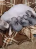Кошки - Котята - Вся Беларусь - Фото 5 Котята - Вся Беларусь - 262228 - Доска объявлений Kupika.by - Фото 5