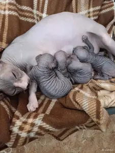 Котята